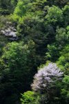 木曽谷の桜