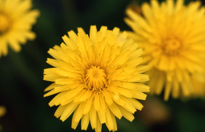tanpopo