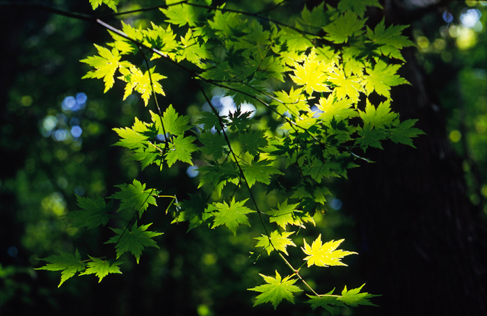 midori