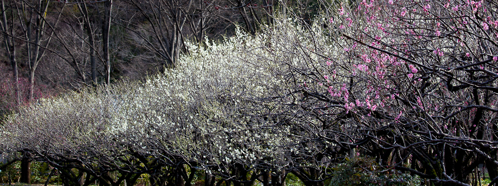 ume