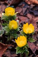 04-02
