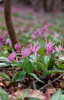 04-04
