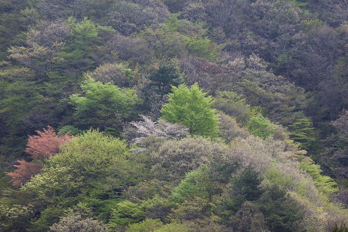 yamazakura1