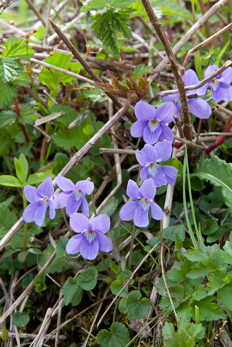 tachitsubosumire