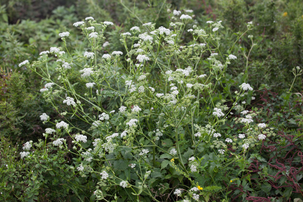 yamazeri