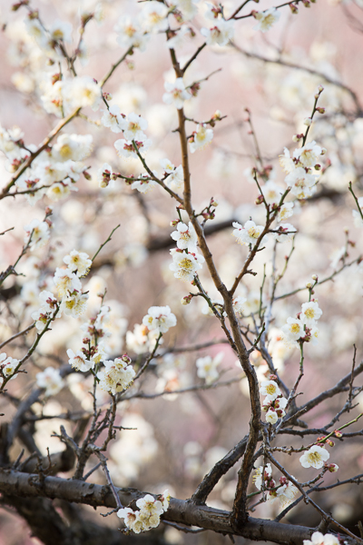 ume