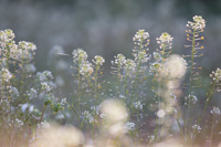 07-11
