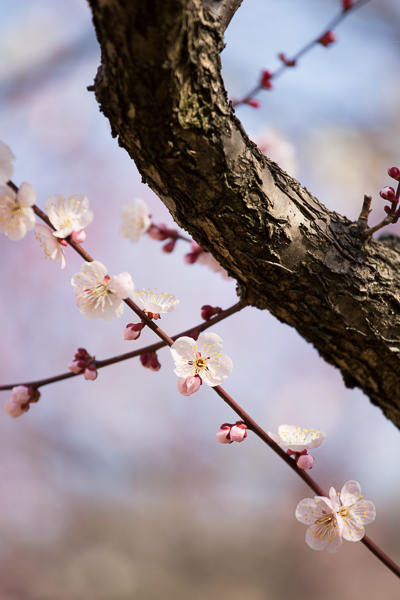 ume