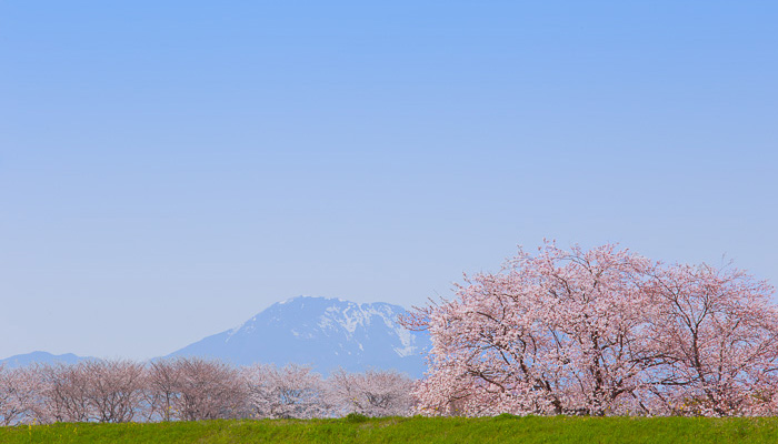someiyoshino