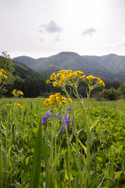 sawaoguruma