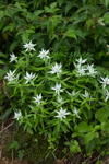野反湖の花たち