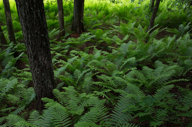 シダ