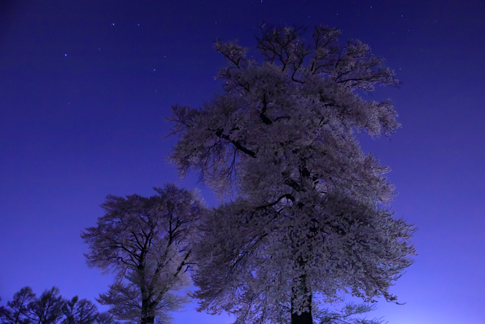 夜桜