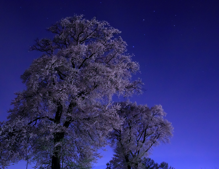 夜桜