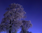 夜桜
