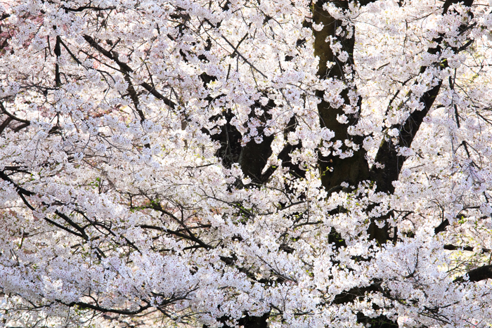 桜