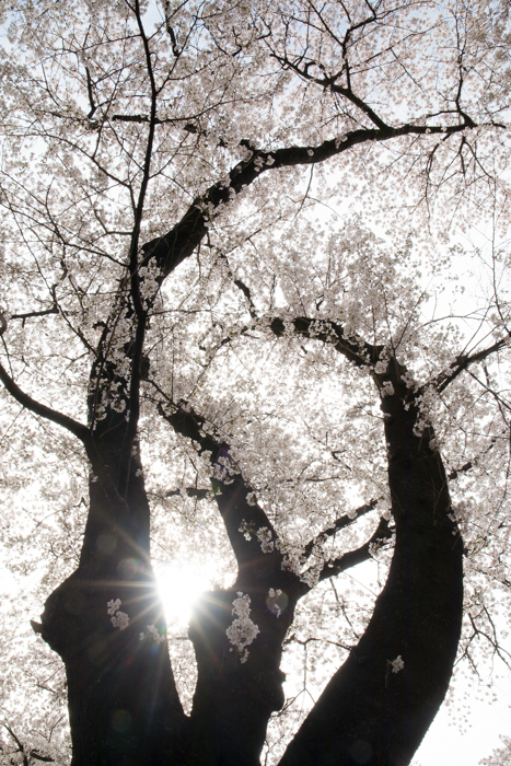 桜