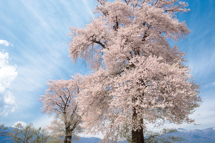 桜