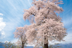 伊那の桜