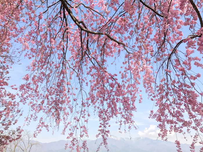 桜
