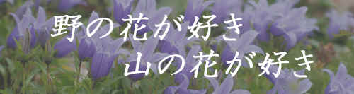 nonohanagasuki