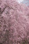 spr022